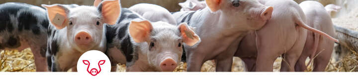 einstiegsbanner schwein Schwanzbeißen einstiegsbanner schwein Schwanzbeißen